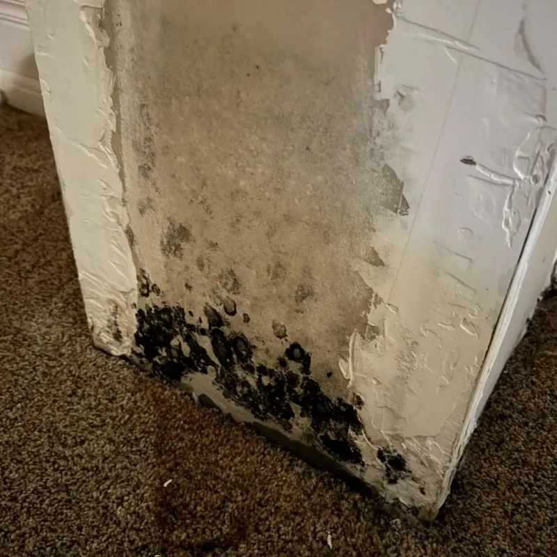 Professional Mold Removal in Temple, TX